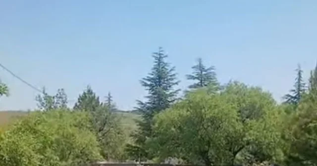Koruma altındaki dağ keçileri Harput mezarlıklarında görüntülendi Elazığ Haberleri