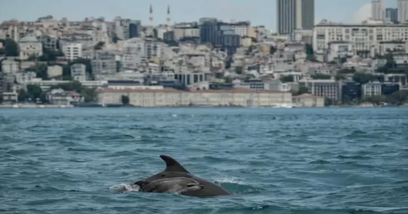 İstanbul Boğazı, turkuaz deniziyle büyülemişti! Bugünkü sakinleri görüntülendi...