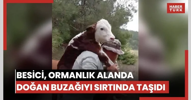 Besici, ormanlık alanda doğan buzağıyı sırtında taşıdı