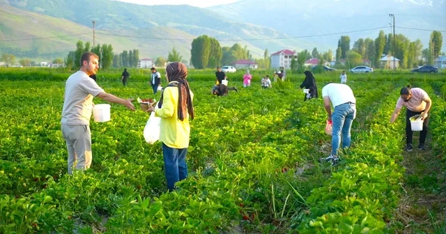 Yemek serbest, götürmek ücretli Muş ta çilek tarlası vatandaşlara açıldı Muş Haberleri