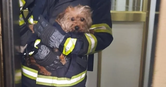 Apartman dairesindeki yangında mahsur kalan köpek kurtarıldı Adana Haberleri