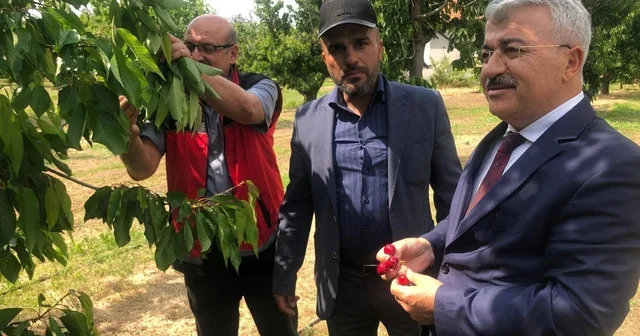 Akşehir Kirazı nın geleceği sahada değerlendirildi Konya Haberleri