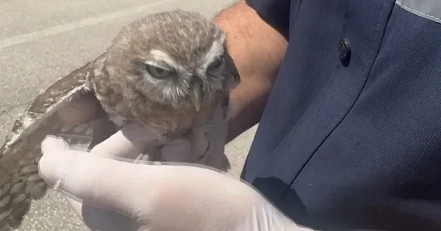 Yozgat’ta yaralı bulunan yavru baykuş koruma altına alındı VİDEO İZLE