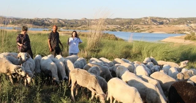 Çobanlık yaparken 2 dil öğrendi, üniversiteyi birincilikle bitirdi Denizli Haberleri
