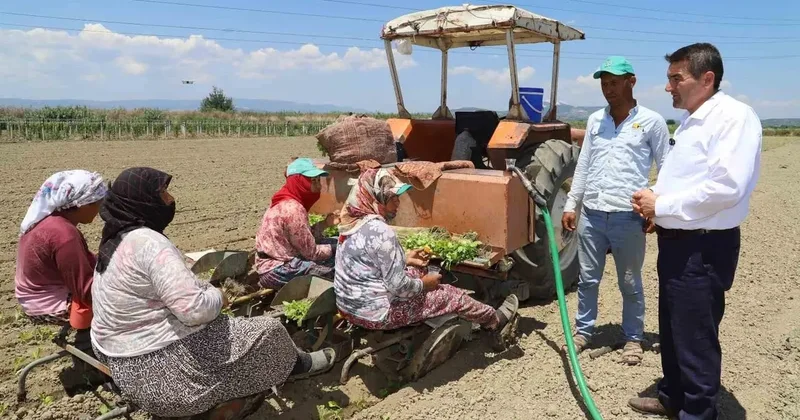 Saruhanlı’da tütün mesaisi başladı