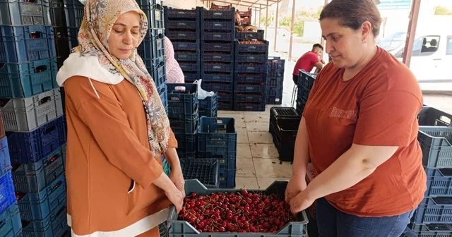25 yıl önce dikilen kiraz fidanları Selendi yi Avrupa ya taşıdı Manisa Haberleri