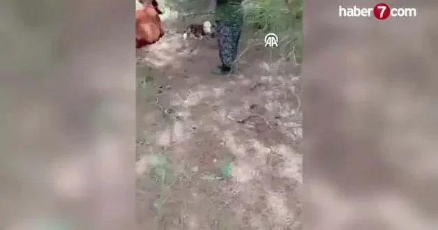 Yaylada doğan buzağıyı kilometrelerce sırtında taşıdı! Bir an bile peşinden ayrılmadı