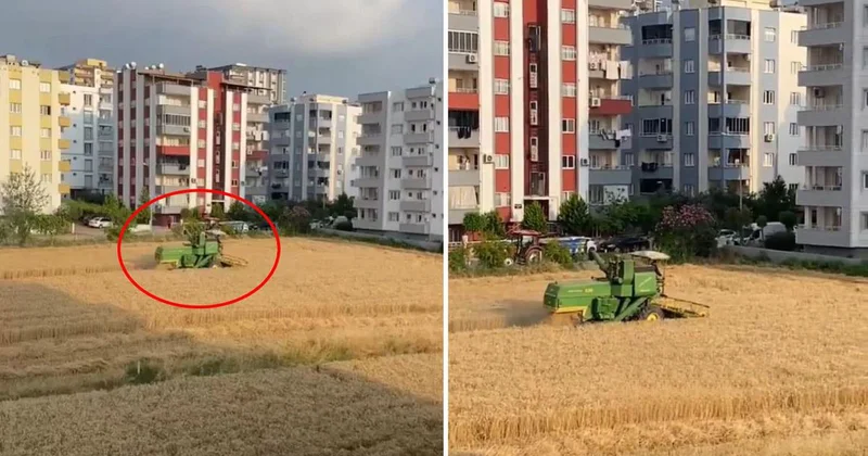 Apartmanların gölgesinde hasat! Arazisini isteyen müteahhitlere tek cümlelik yanıt veriyor