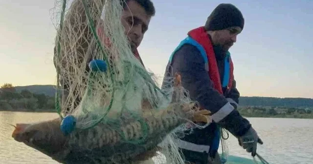 Kastamonu da baraj gölünde yüzlerce metre hayalet ağ ele geçirildi: 200 kilogram sazan balığı kurtarıldı VİDEO İZLE