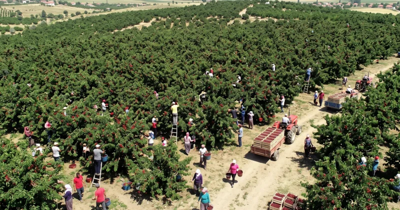 Tarihin en yüksek rekolteli hasadı başladı ama fiyatı gören tarladan kaçıyor Sözcü Gazetesi