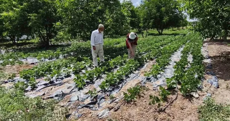 Kütahya’da nohut ve barbunya demonstrasyon alanlarında inceleme