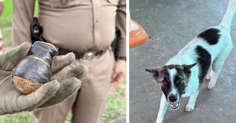 Köpeğin eve getirdiği cisim polisi alarma geçirdi: Facia son anda önlendi Sözcü Gazetesi