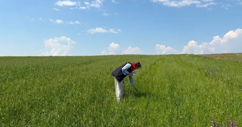 Kars’ta yem bitkileri tespit çalışmaları aralıksız sürüyor