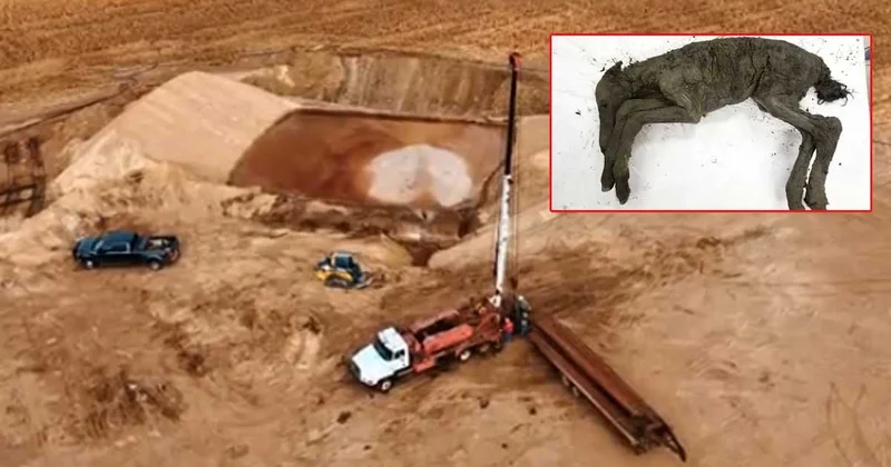 Damarlarındaki kanı bile kurumamış 42 bin yıllık tay bulundu Sözcü Gazetesi