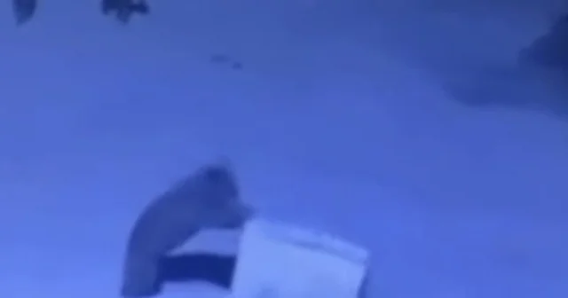 Ayı ailesinin çöp konteyneri ile oyunu Rize Haberleri Habertürk Yerel Haberler