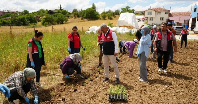 Üniversite serasında üretiliyor: Çiftçilerin geliri aromatik bitkilerle artacak Kastamonu Haberleri Habertürk Yerel Haberler