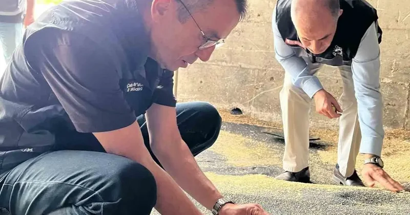 Bilecik’te kanola ve ayçiçeği alımları hız kazandı