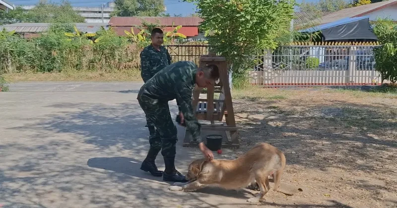 Tayland da evcil bir köpek sahibine el bombası getirdi