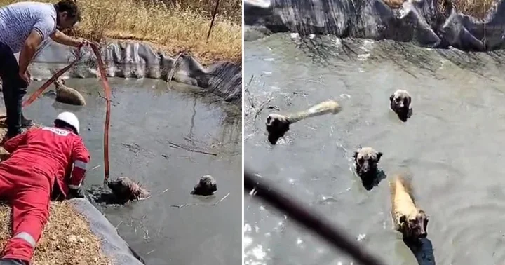Tekirdağ da gölette mahsur kalan 4 köpeği vatandaşlar kurtardı