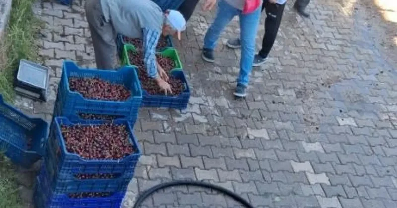 Kiraz üreticisi çaresiz! Dalında çürüyecek ya da dökülecek