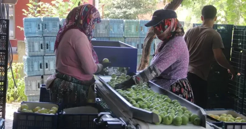 Yüzleri güldüren hasat başladı: Kilosu 100 TL yi buluyor, 10 bin ton rekolte bekleniyor Sözcü Gazetesi