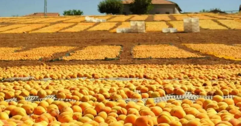 Malatya’da kayısı bereketi: Üreticinin yüzü bu yıl gülüyor!