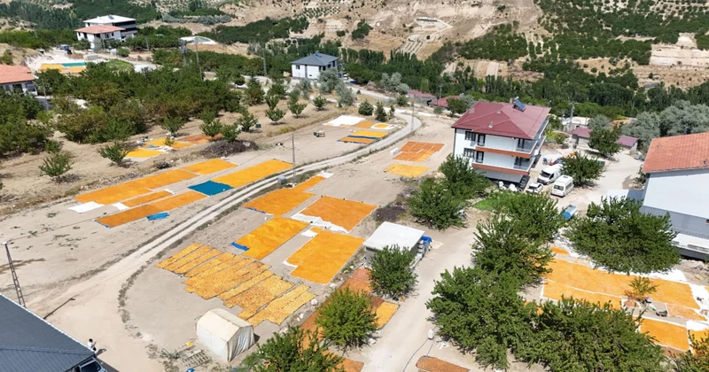 Tarlalara halı gibi serilen hasat başladı: Geçen yıl hiç yoktu, bu yıl rekor kırıyor Sözcü Gazetesi
