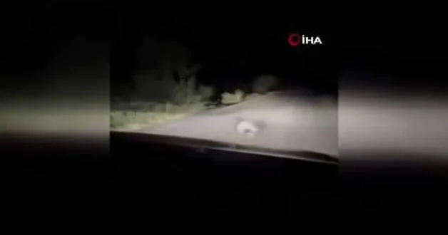Bingöl de porsuğun kirpi avı kamerada