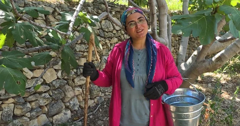 Ocağınıza dikmeyin ama... Dalında 150 lira, kurutulunca servet değerinde