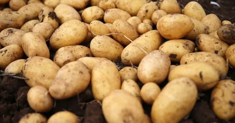 Avrupa nın ortasında patates krizi