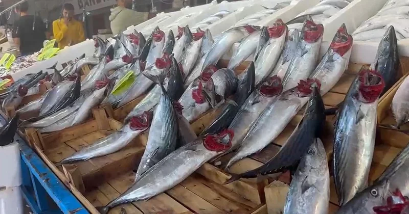 Tezgahta palamut bolluğu: Tanesi 100 liradan satılıyor Sözcü Gazetesi