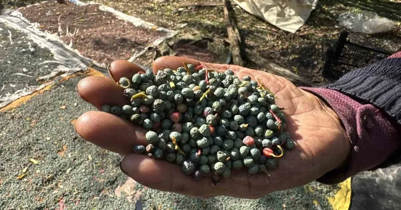 Meyvesi 300, yağı bin 200 liradan satılıyor; posası bile değerlendiriliyor