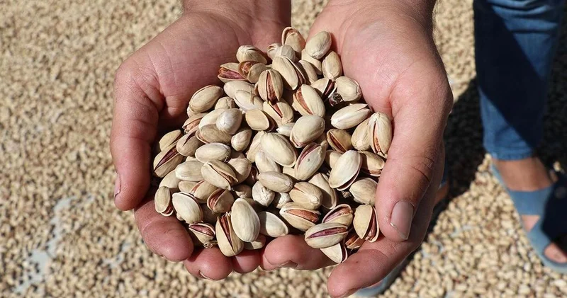 9 aylık fıstık ihracatı 80,9 milyon dolar oldu