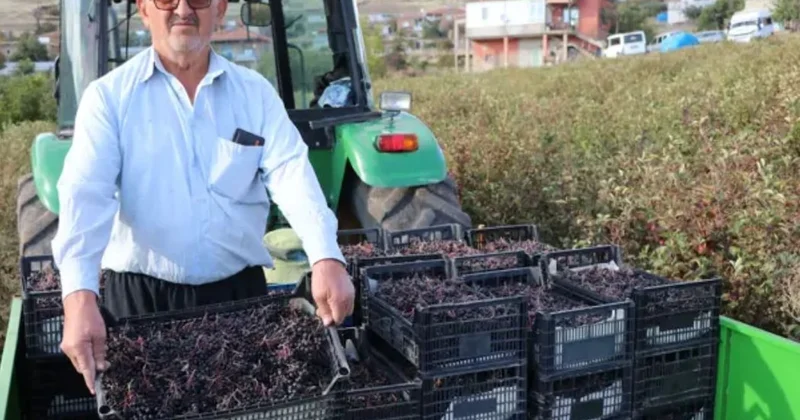 Kardeşinin tavsiyesiyle ekti 40 ton hasat edecek: Süper meyve için 25 kişi harıl harıl çalışıyor Sözcü Gazetesi