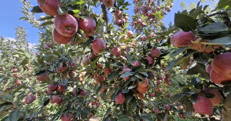 Elma bolluğu fiyatları düşürdü! Dalında 25 liradan 10 liraya geriledi