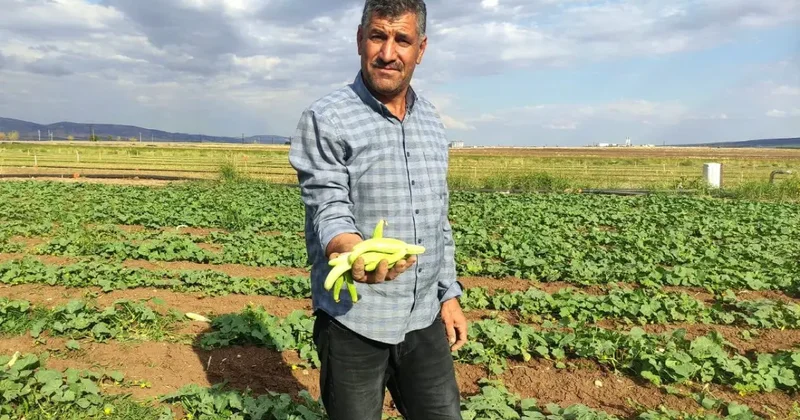 Gaziantep te hasat başladı: Tarlada kilosu 30 TL