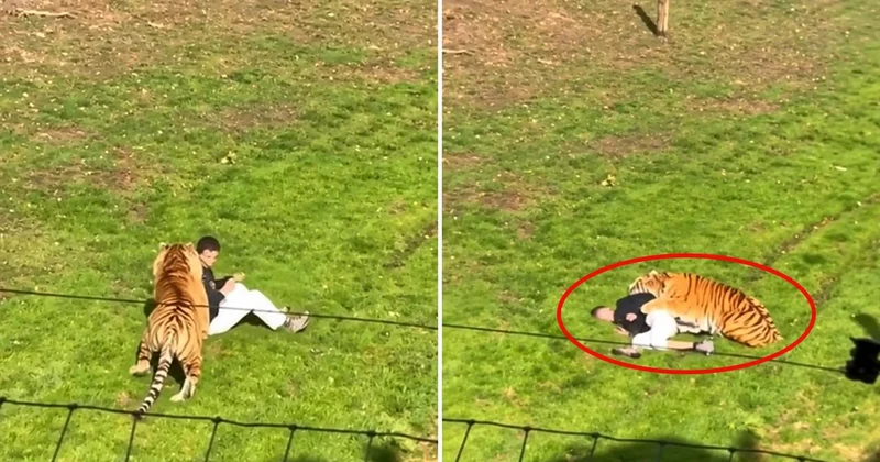 Kaplanla fotoğraf çektirmek isterken canından oldu