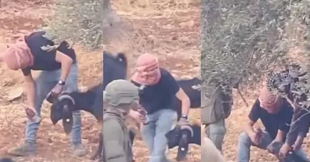 İsrail askerinin gözetiminde Filistinlilerin hayvanlarını zehirlediler