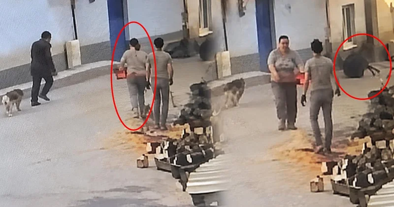 Bursa Orhangazi de kadın iddiaya göre motorlu testereyle 76 yaşındaki adamı kovaladı