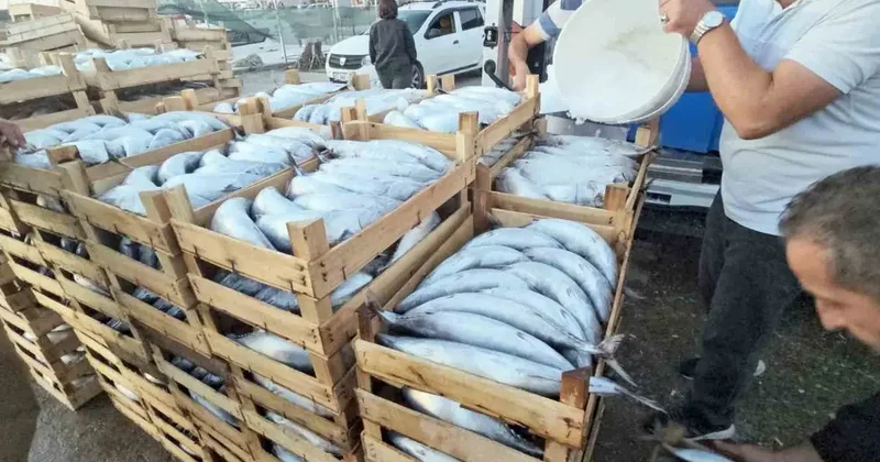 Kastamonu’da palamut bereketi: Kiloluk palamutlar 40 TL’ye satılıyor