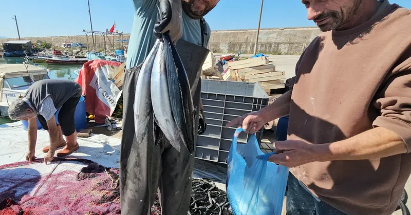 Palamut bereketi: Sezon başında 200 liraydı! 40 liraya kadar düştü!