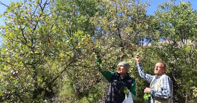 Erzurum’da ’kalp dostu’ alıç hasadı başladı: Vatandaşlar dağlara akın etti