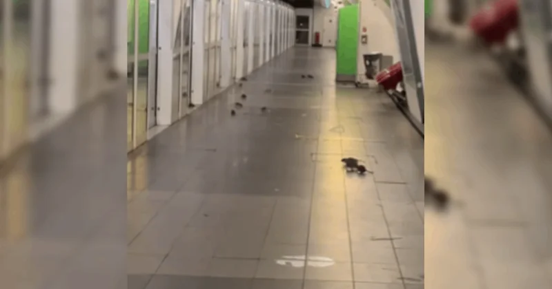 Moda başkentinde mide bulandıran görüntüler: Fareler metroda cirit atıyor Sözcü Gazetesi