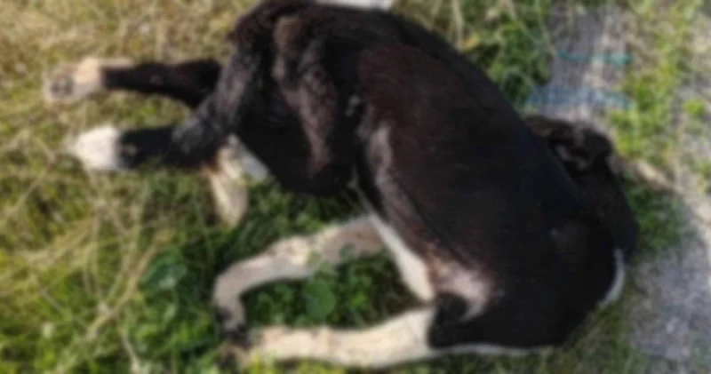 Yol kenarında çok sayıda ölü köpek bulundu!