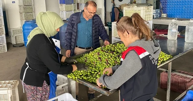 Buharkent te zeytin rekoltesi ve kalite kontrol çalışmaları sürüyor Aydın Haberleri