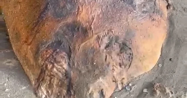 Tekirdağ sahiline vuran gizemli deniz canlısı: Kimisi fok kimisi yunus dedi Tekirdağ Haberleri