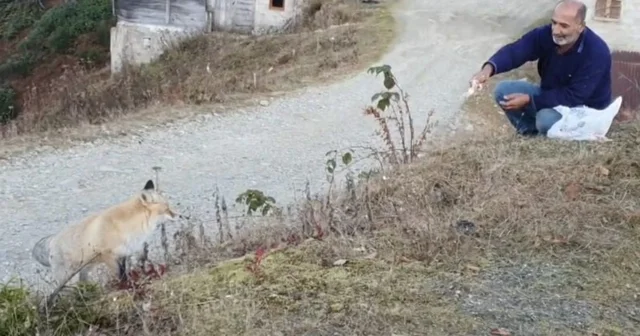 Pimbilona Yaylası nda sıra dışı dostluk Rize Haberleri