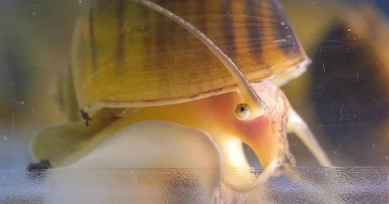 Çıkan gözünün yenisini 28 günde üretiyor Sözcü Gazetesi