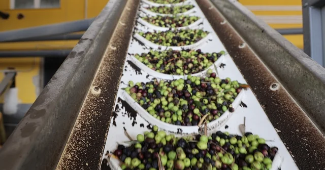 Adana da zeytinin yağ yolculuğu başladı Adana Haberleri