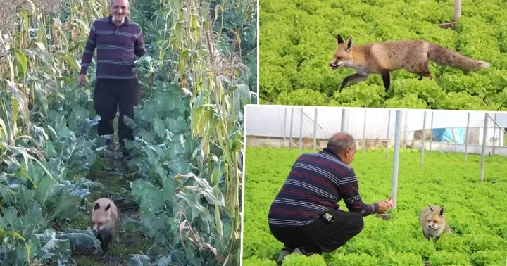 Amasya da çiftçi ile tilkinin sıra dışı dostluğu... Alıştırmak için 1 ay mangal partisi yaptım